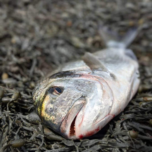 Gilthead Bream Fishing in Cornwall 2026 – What Actually Matters